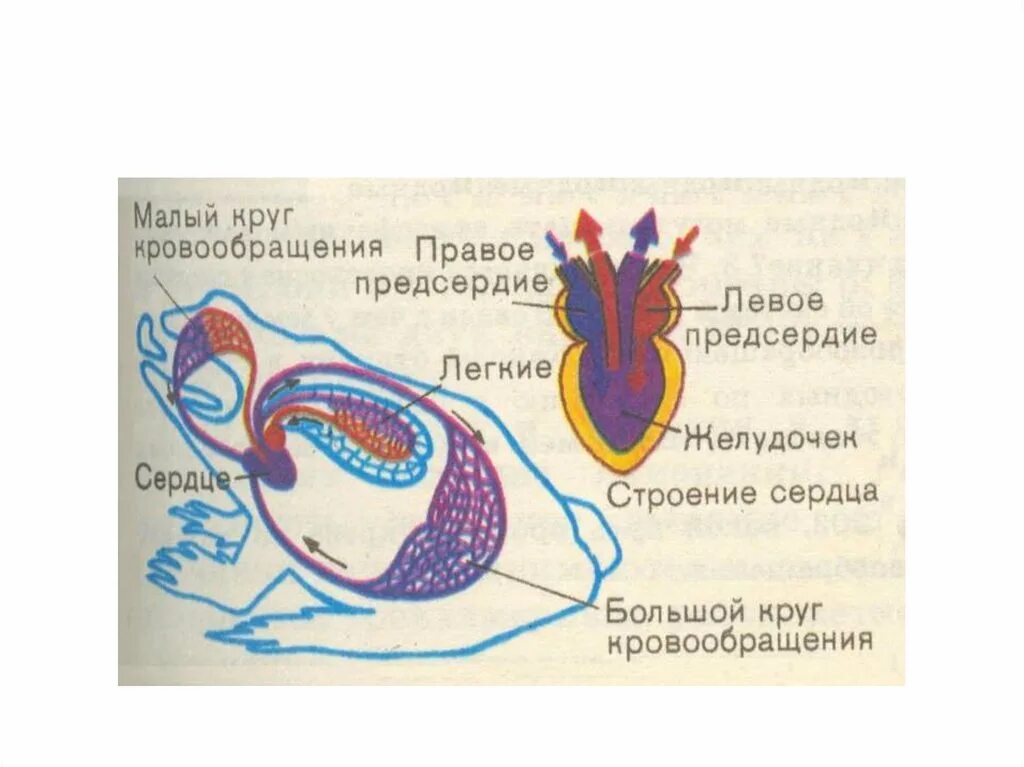 Дыхание и кровообращение вопросы. Взаимосвязь дыхательной и кровеносной систем. Взаимосвязь кровеносной системы. Взаимосвязь кровеносной и дыхательной системы человека. Кровеносная система лягушки.