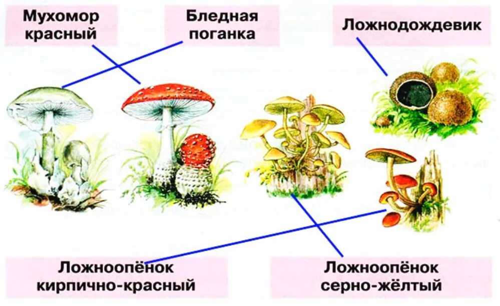 Природа и наша безопасность тест плешаков. Ядовитые грибы окружающий мир. Названия ядовитых грибов 2 класс. Рисунки ядовитых растений и грибов. Природа и наша безопасность ядовитые грибы.