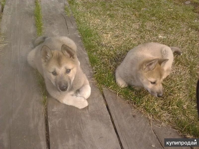 Купить щенка лайки красноярский