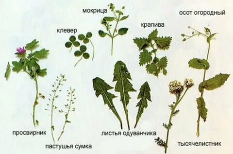 Можно ли давать курам клевер