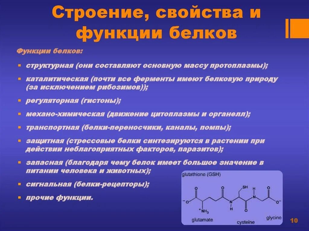 Белки строение и функции. Строение и свойства белков. структура и функции белков. строение свойства и функции белков. строения свойства функции белков кратко.