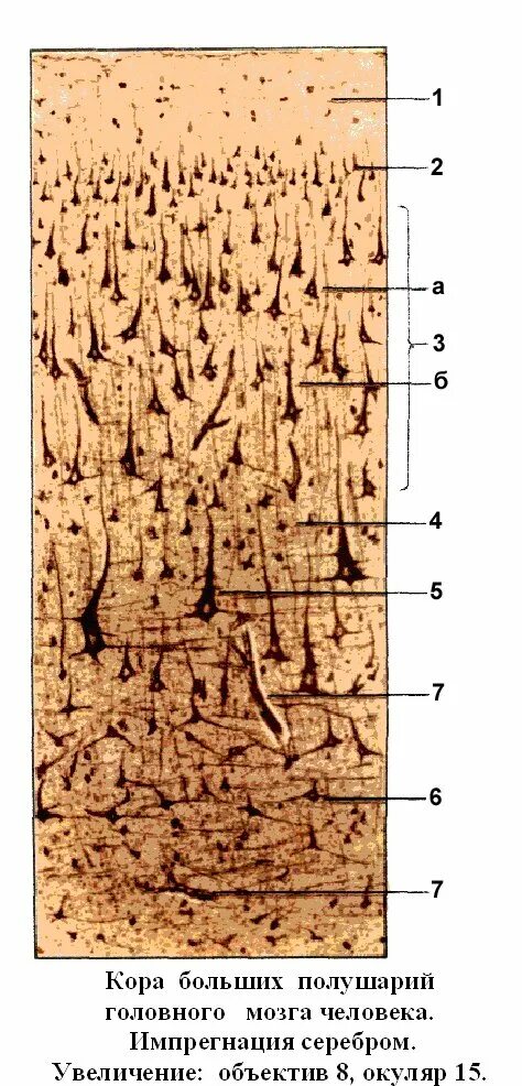 Появление коры мозга. Слои коры головного мозга гистология.