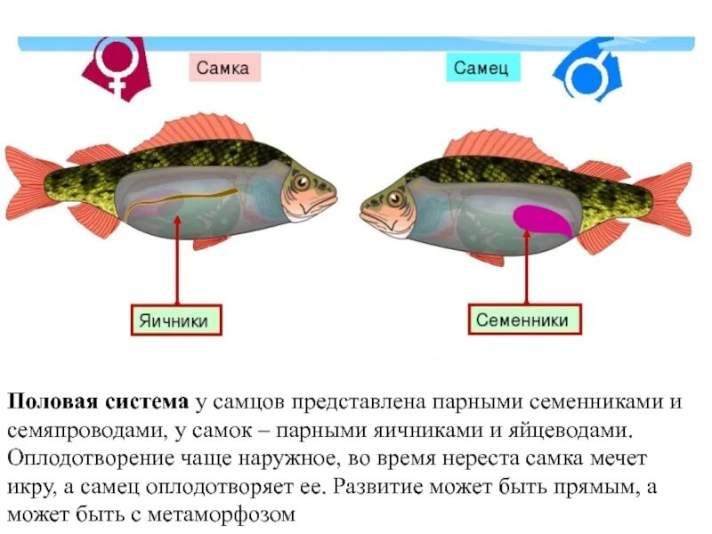 32. Нервная система. Поведение и размножение рыб
