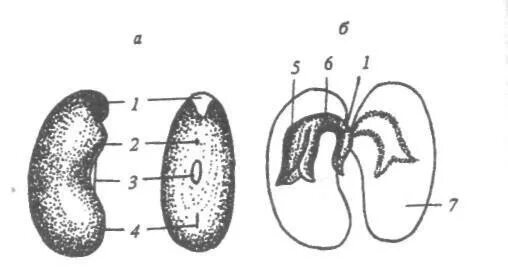 Семя фасоли в сформированном зародыше фасоли хорошо. Строение семени фасоли обыкновенной. Семя фасоли микропиле. Семя рубчик семявход. Семя фасоли обыкновенной.
