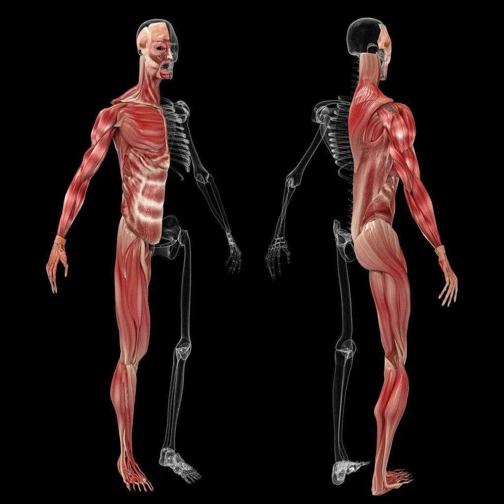Мышцы и суставы. Опорно-двигательная система (костно-мышечная). Анатомия: опорно-двигательная система (мышцы). Myshcy человека анатомия. Мышечный скелет.