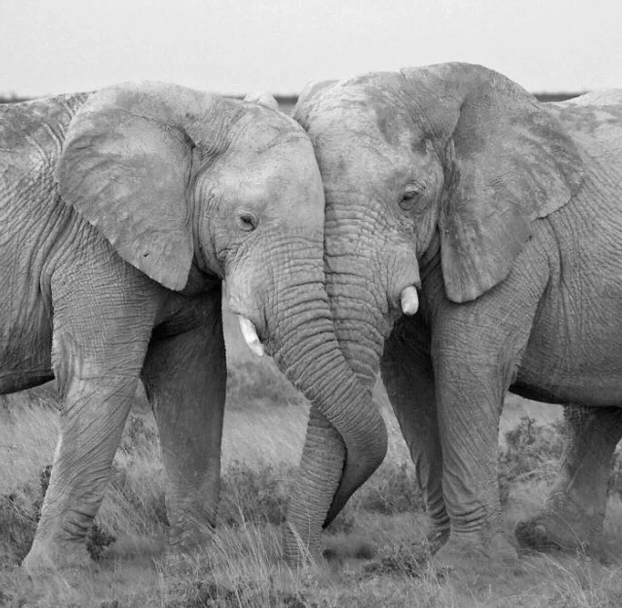 4 слоника. Слоны. Любовь слонов. Слоны обнимаются. Влюбленные слоны.