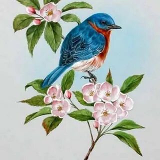 Рисованные картинки птичек