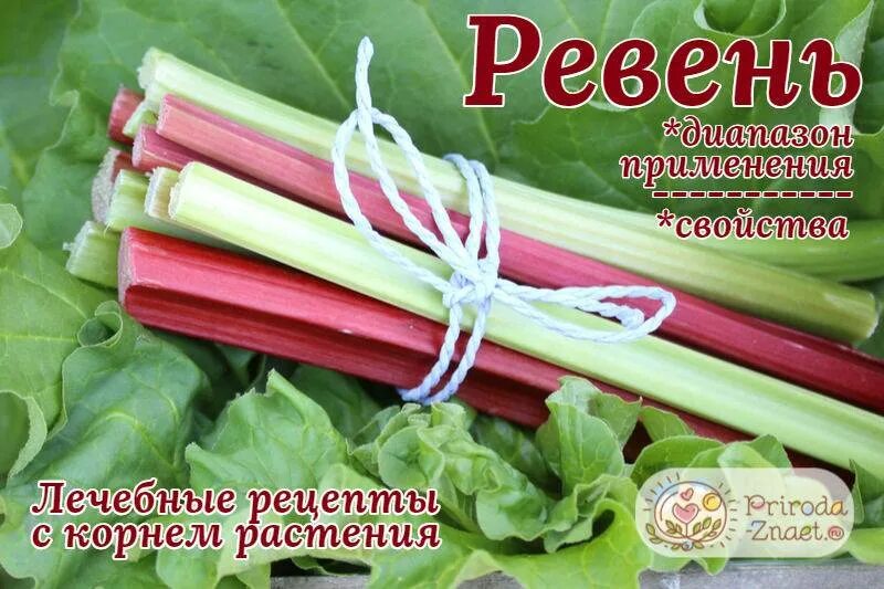 Ревень лекарственное растение. Корень ревеня. Стебель ревеня. Ревень. Ревень сибирский.