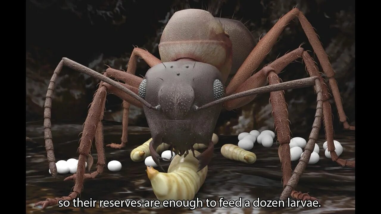 Ant ant tycoon. Ant Life [Beta Testing]. Ant Life Roblox. Dead Queen Ants. ANTQUEEN 3d.