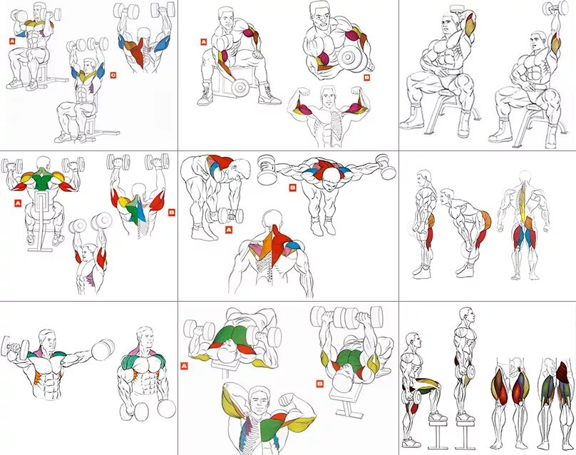 Набор массы гантелями дома. Упражнения с гантелями на разные группы мышц. Упражнения с гантелями для мужчин в домашних условиях в картинках. Тренировка для начинающих в домашних условиях для мужчин с гантелями. Упражнения для мышц рук с гантелями для мужчин.