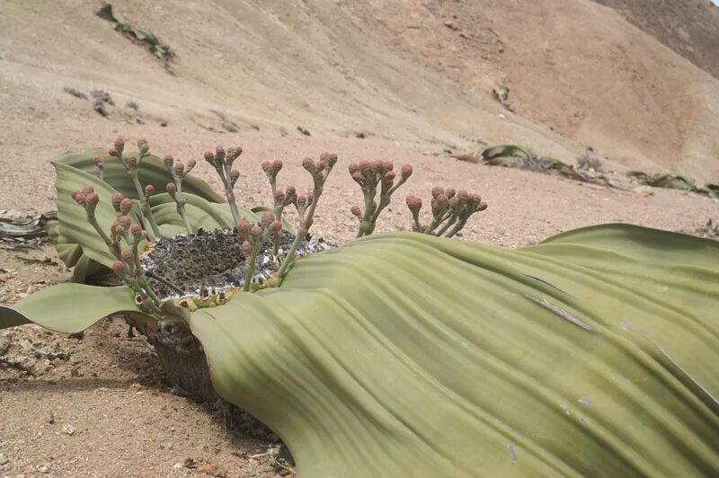 голосеменное растение растет в пустыне. веревичья удивительная. намиб вельвичия. пустыня намиб растительность. вельвичия дерево карлик.