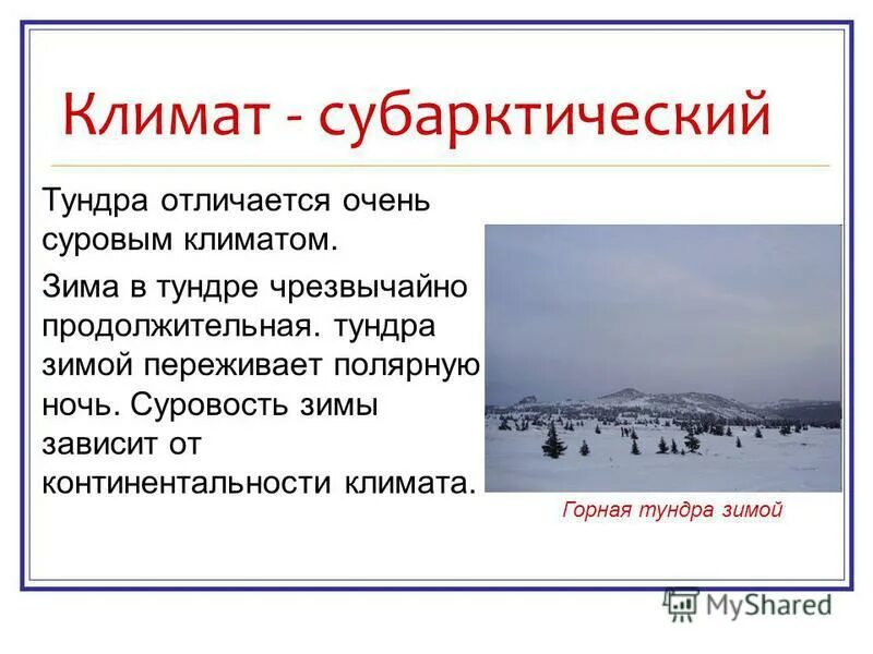 В каком поясе находится тундра