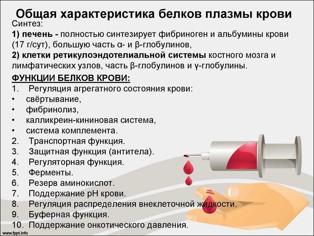 Пониженные глобулины в крови. Характеристика основных белков плазмы крови. Общая характеристика белков крови. Общий белок плазмы крови. Характеристика отдельных белков крови.