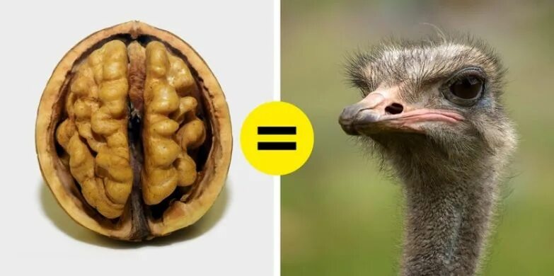 глаз больше чем его мозг. шишковидная железа эзотерика. глаз больше чем его мозг. глаз больше чем его мозг. третий глаз в мозге.