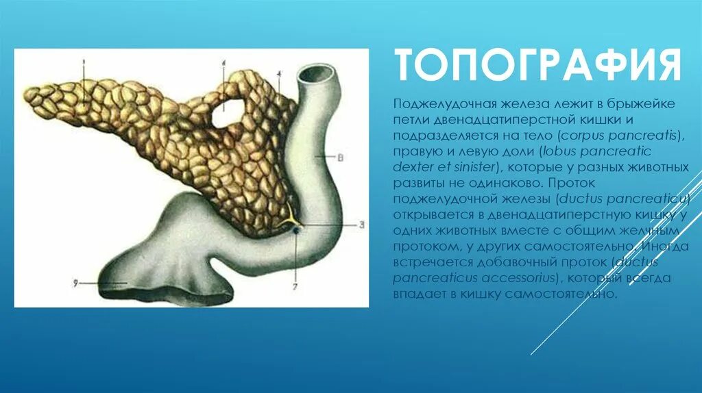 Поджелудочная железа животных анатомия строение. Строение поджелудочной железы КРС. Топография поджелудочной железы у животных. Поджелудочная железа собаки анатомия. Поджелудочная железа свиньи