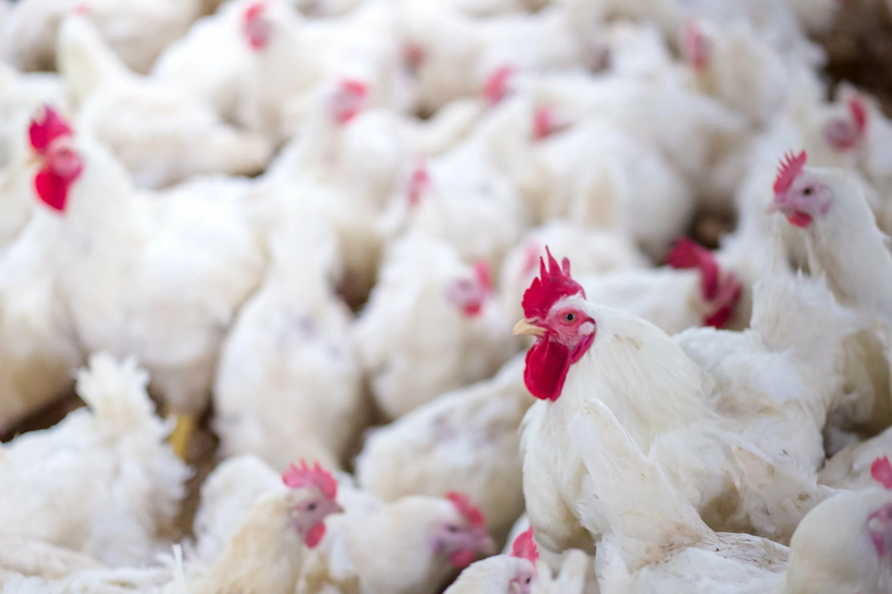 К чему снятся куры и цыплята. Птицеводство красивые фото. Broiler. Poultry Farm. Санитария в птицеводстве.