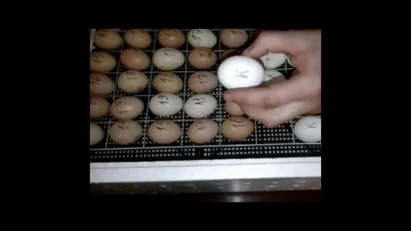 Можно ли закладывать яйца из холодильника. Решётка для утиных яиц в инкубатор Несушка би 2. Инкубация куриных яиц в инкубаторе Несушка. Инкубация куриных яиц в инкубаторе Золушка на 28 яиц. Инкубация гусиных яиц в инкубаторе Несушка 77.