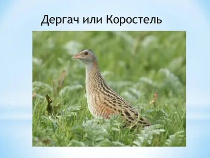 Коростель перепел