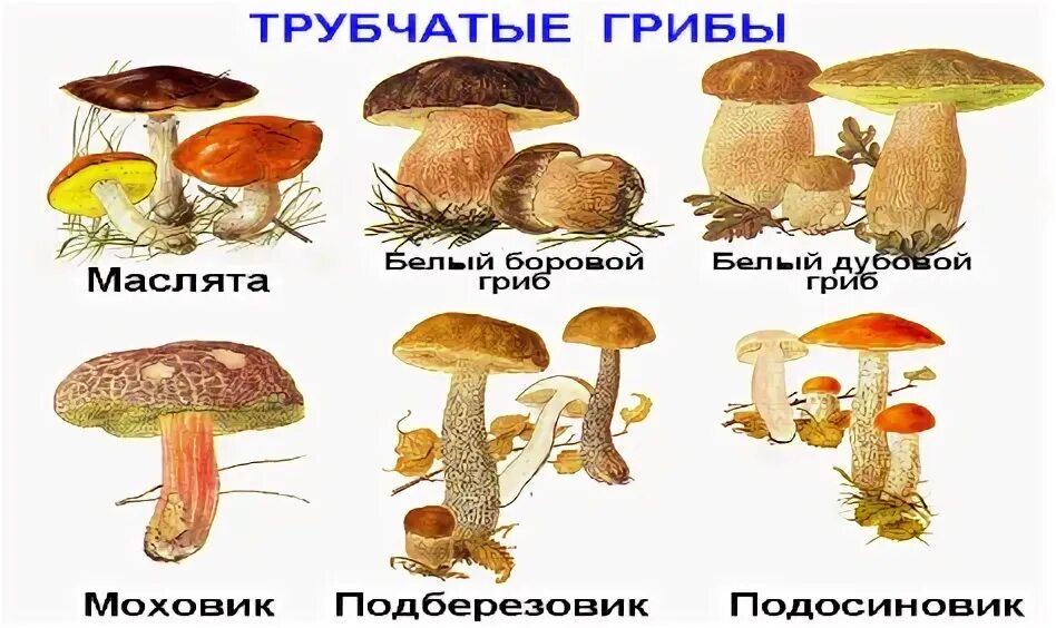 Какие грибы не образуют плодовые тела. Грибы имеют признаки животных