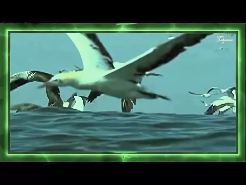 Слушать песню чайка над волной. Морское небо с чайками. Птицы над морем. Чайки текст. Чайка над волной.