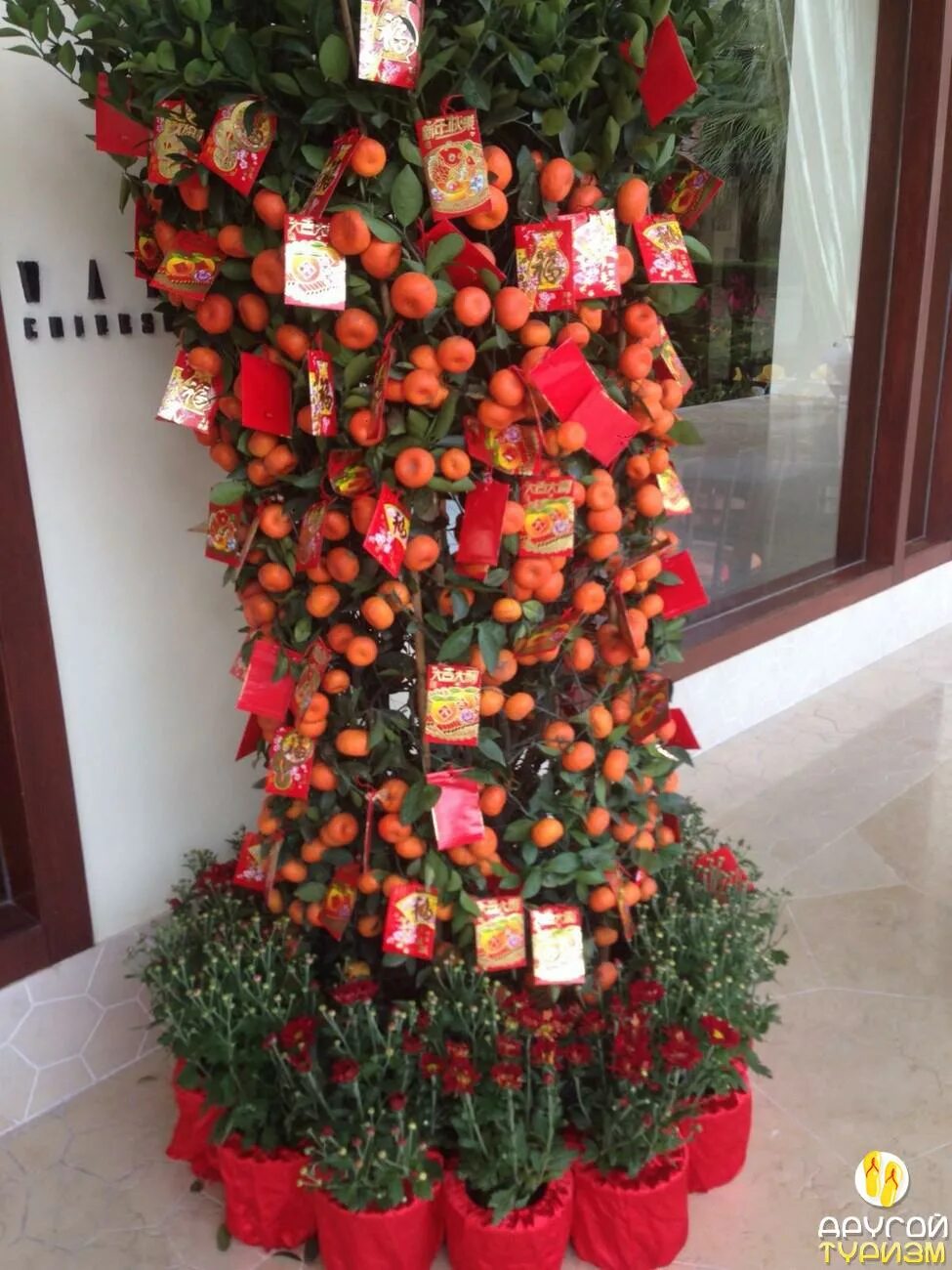 мандариновое дерево фен шуй. новый год во вьетнаме мандариновое дерево. мандариновое дерево на новый год. апельсин на подоконнике. мандариновое дерево на новый год.