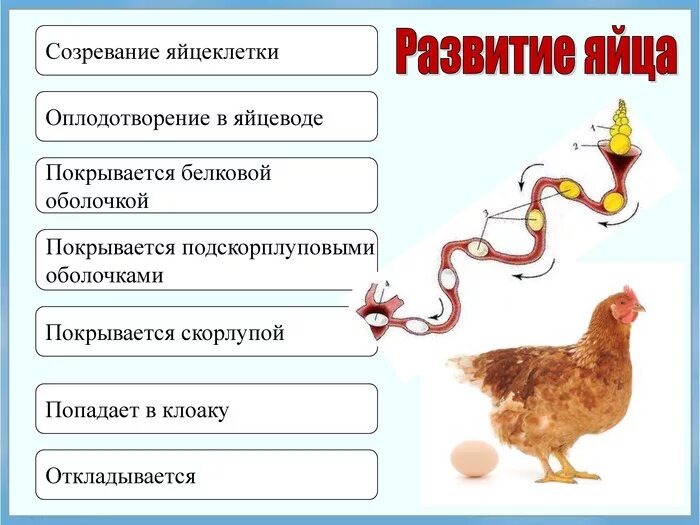Тест размножение птиц. Процесс формирования яйца. Формирование яйца в курице. Процесс оплодотворения курицы и петуха. Этапы развития птиц.