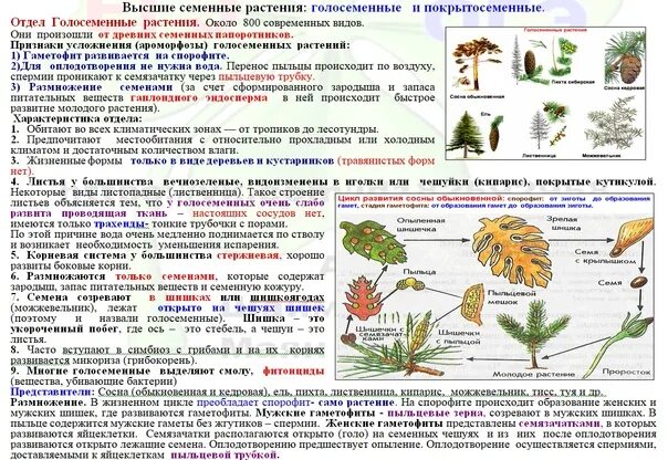 Биология 7 класс контрольная работа покрытосеменные растения. Голосеменные растения и Покрытосеменные растения. Цикл покрытосеменных и голосеменных растений ЕГЭ. Семенное размножение растений таблица. Размножение голосеменных растений ЕГЭ.