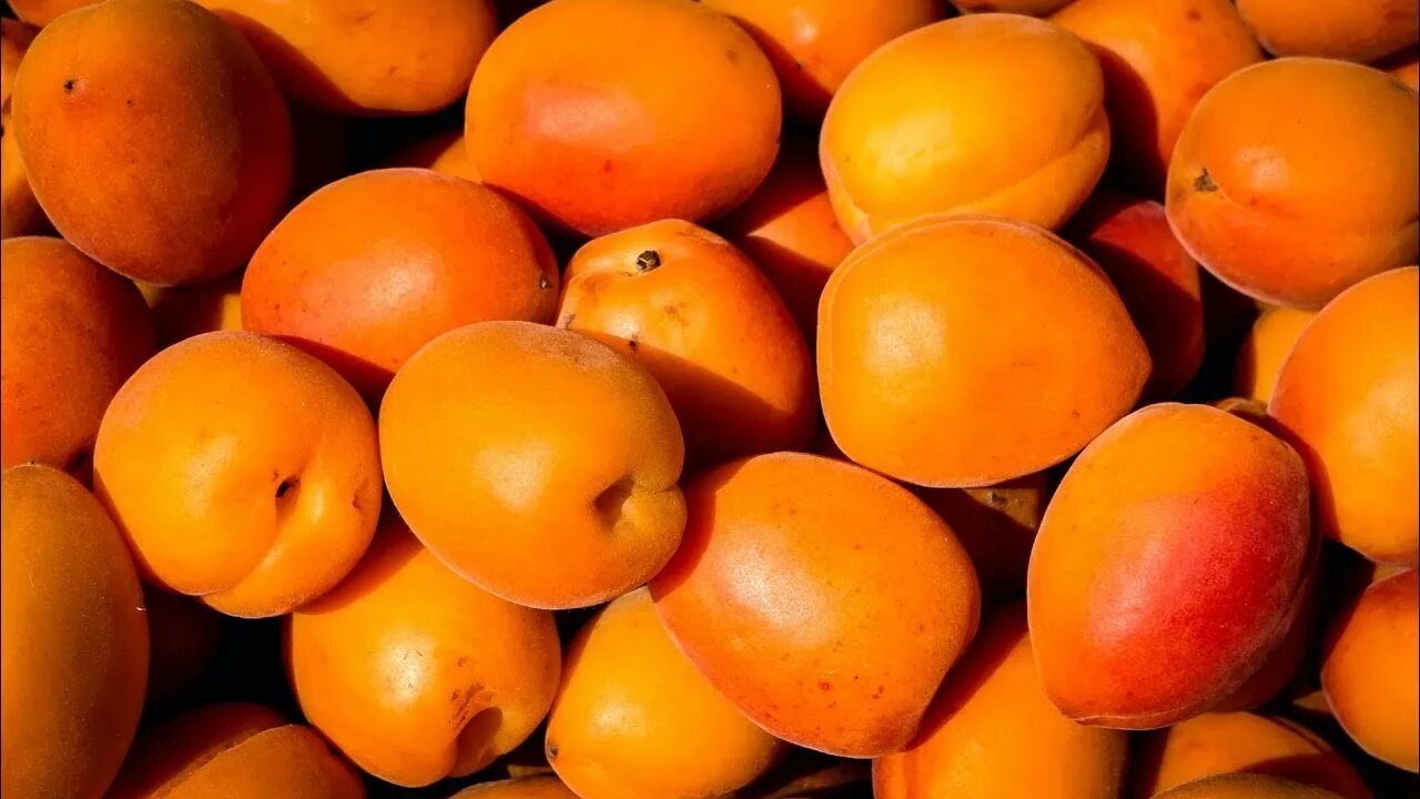 Урюк абрикос. Apricot — абрикос. Персик абрикос урюк. Дикий абрикос жердель. Фрукт больше абрикоса.