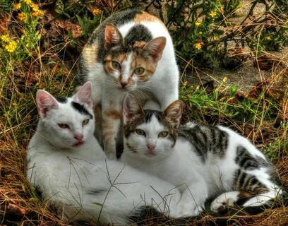 3 кота лайки