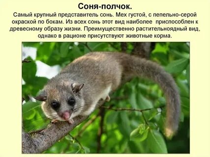 Ни растение ни животное