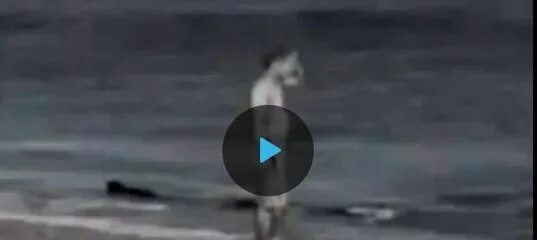 Почему касатки не нападают на людей