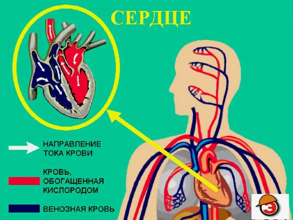 Кровь насыщается кислородом в легких