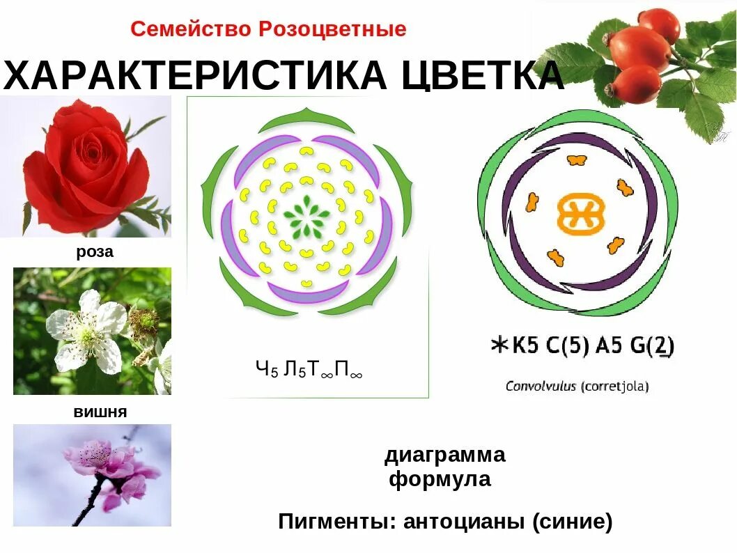 Урок по теме: "Семейства цветковых растений"