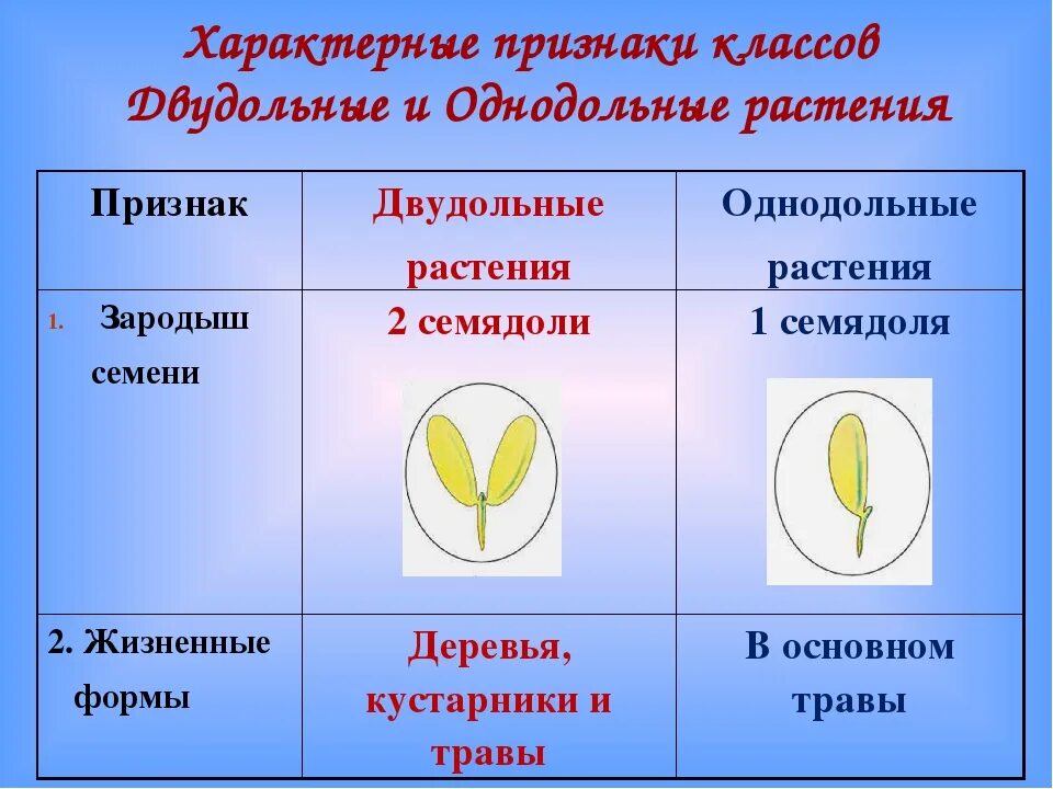 Признаки отличающие однодольные от двудольных. Однодольные характерные признаки. Семейства однодольных и двудольных. Признаки двудольных растений таблица. Признак характерный для класса однодольных растений.