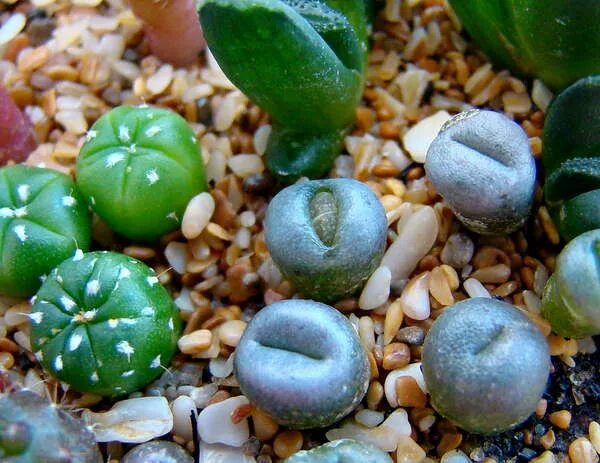 Литопс линька. Lithops schwantesii. Литопс линька. Литопс линька. Литопс линька.