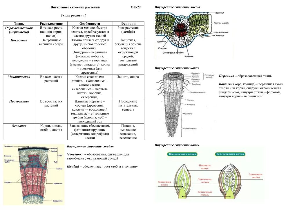 Какие ткани есть в корне растения. Ткани растений таблица биология 6. Ткани растений ткань строение функция таблица биология. Строение клетки и ткани растений 6 класс. Образовательные ткани растений таблица 6 класс биология.