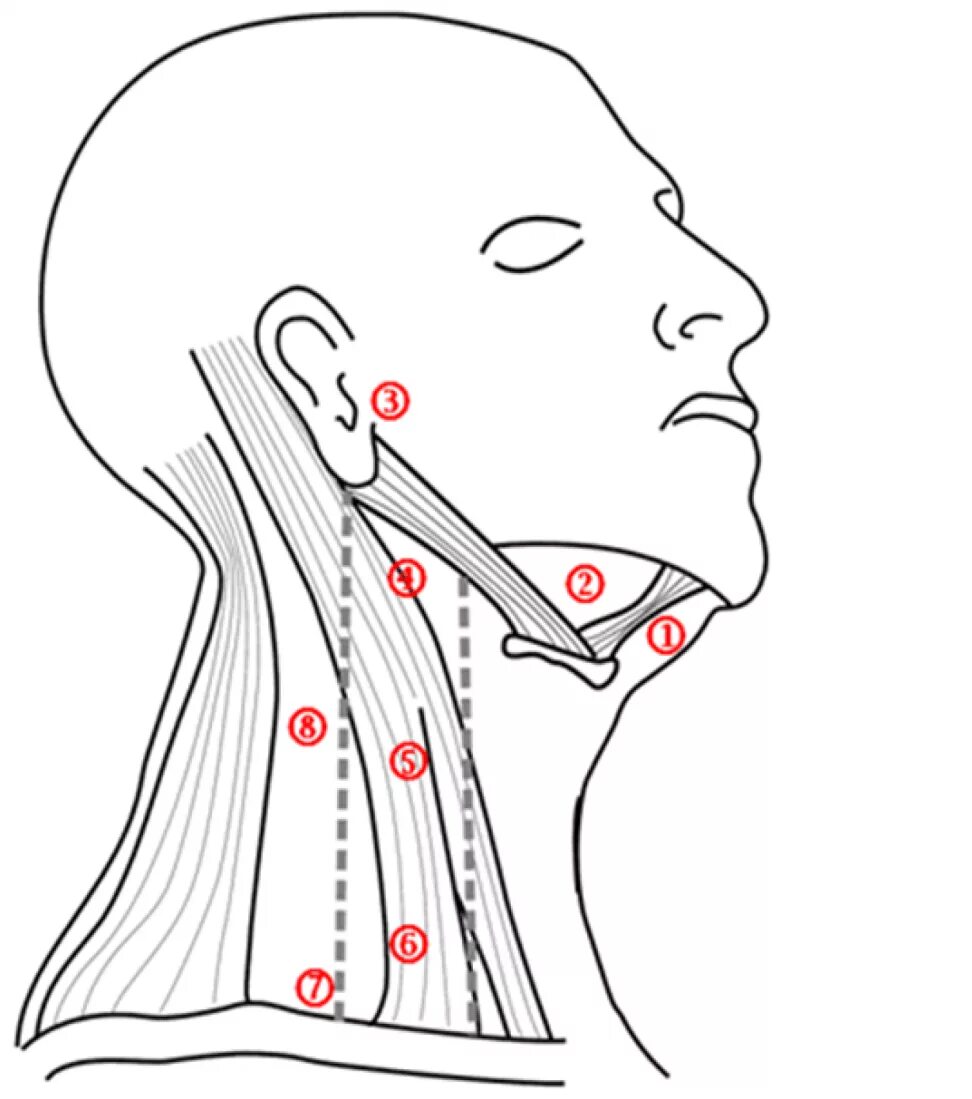 Лимфоузлы и мышцы. Под бородные лимфоузлы расположение. Шейные лимфоузлы расположение. Шейные и подчелюстные лимфоузлы. Шейные лимфоузлы точки.