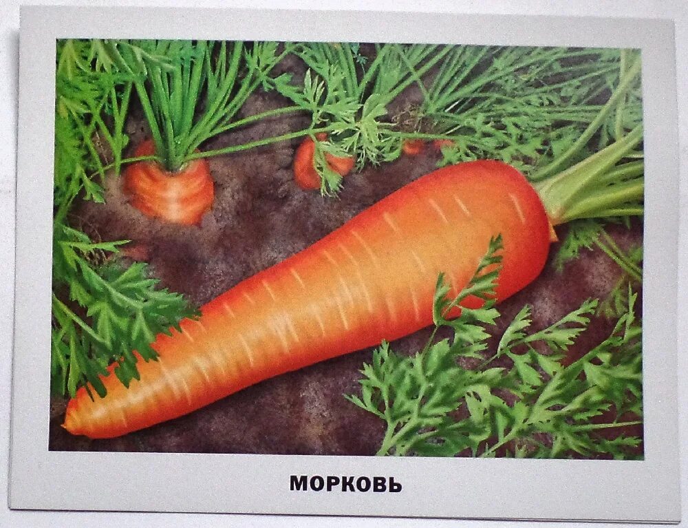 Карточка морковь. Карточки для детей морковь. Красивая морковка. Морковь с хвостиком. День морковки в детском саду