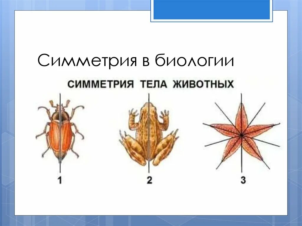 Осевая симметрия вид. Типы симметрии. Симметрия тела. Типы симметрии животных. Типы симметрии в биологии.