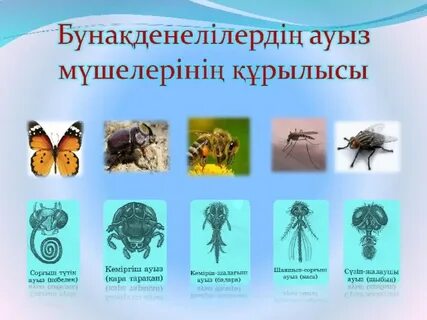 Қынап пен жыныс мүшесінің жақыннан түсірілген фотосы