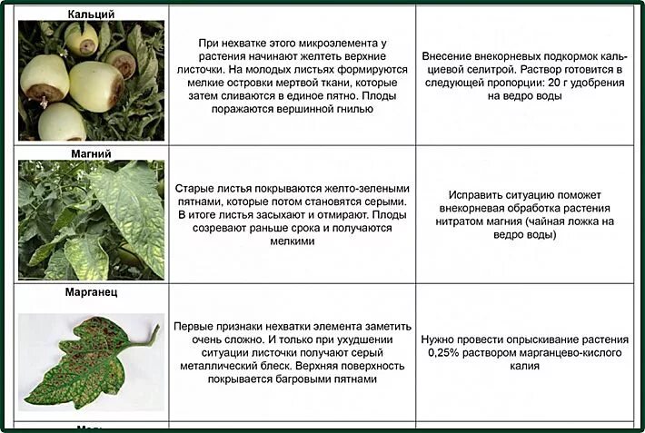 Нехватка элементов у томатов описание с фотографиями. Недостаток микроэлементов у томатов. Таблица недостатка микроэлементов у томатов. Симптомы нехватки микроэлементов у томатов.