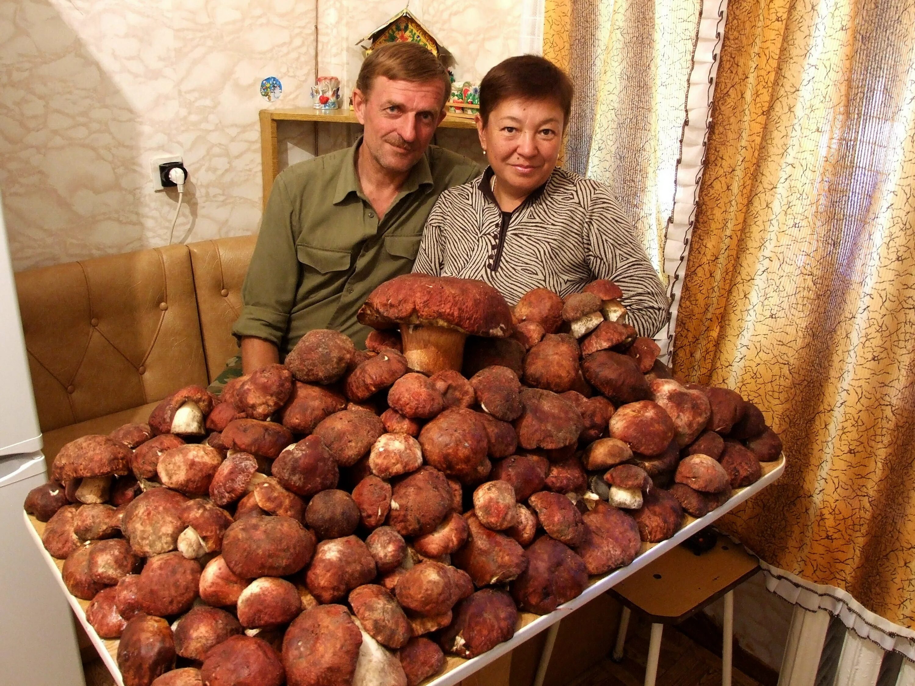 Большие белые грибы. Огромный белый гриб. Огромная куча белых грибов. Самые большие белые грибы.