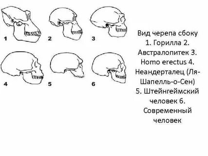 Черепные виды