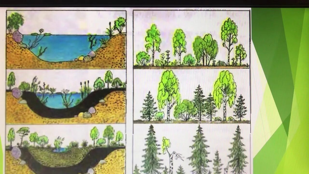 Растительные сообщества на земле. • Сукцессии зарастающего озера. Заболачивание озера сукцессия. Сукцессия тайги. Сукцессия болота.