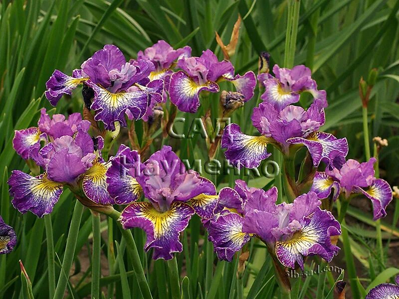 ирисы науменко. ирис сорт сударушка. Abiding love ирис. ирисы науменко. Snapshot (johnson 2008) ирис.