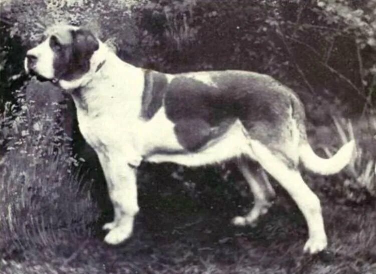 Как выглядели собаки 100 лет Pin en animales