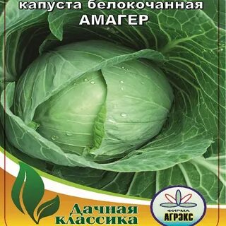 Капуста амагер характеристика отзывы и описание сорта
