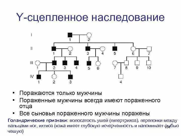 Y сцепленный рецессивный Тип наследования. Родословная с у сцепленным типом наследования. Голандрический Тип наследования родословная. Сцепленный с у хромосомой Тип наследования.