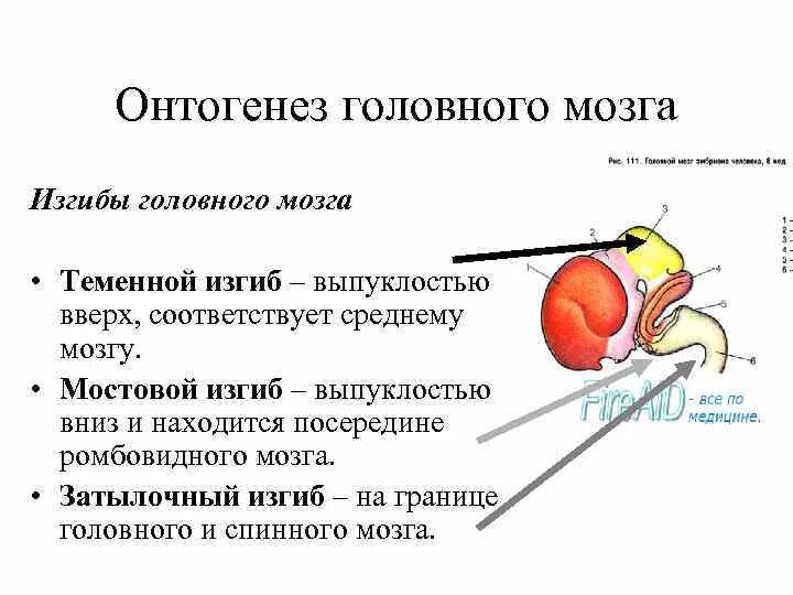 Онтогенез головного мозга. Изгибы головного мозга. Онтогенез отделов головного мозга. Клювовидный изгиб головного мозга.