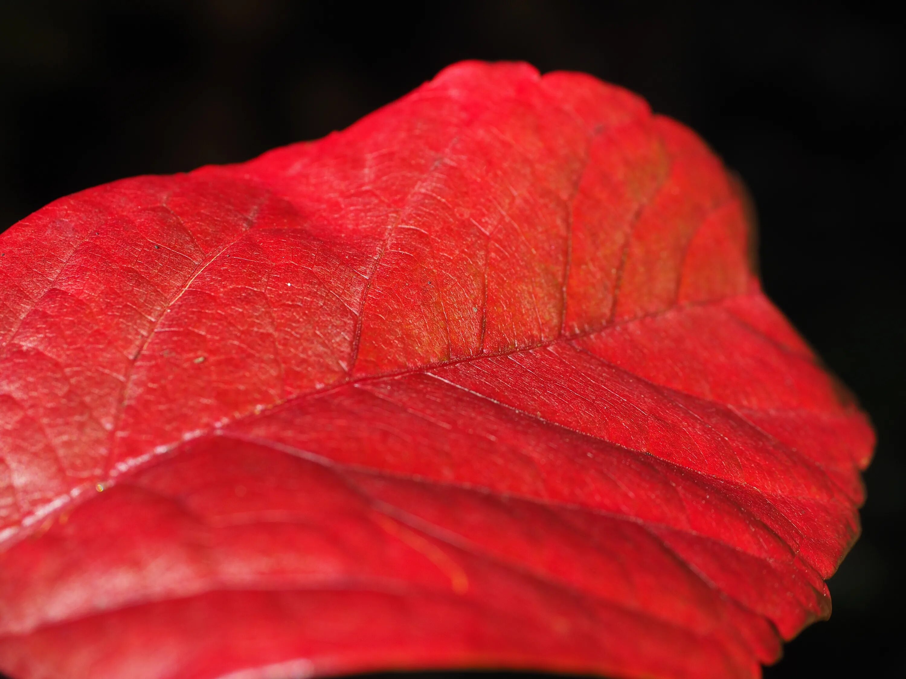 Листья краснеют по краям. Листья. Дерево с красными листьями. Красивые листья. Лист красного цвета.